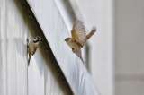 El mensaje cantor de los pájaros mañaneros