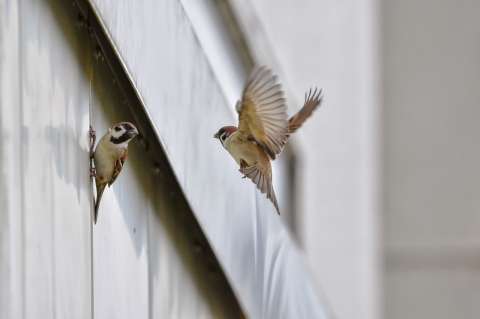 ¿Cómo evitar que los pájaros se golpeen con las ventanas del hogar?