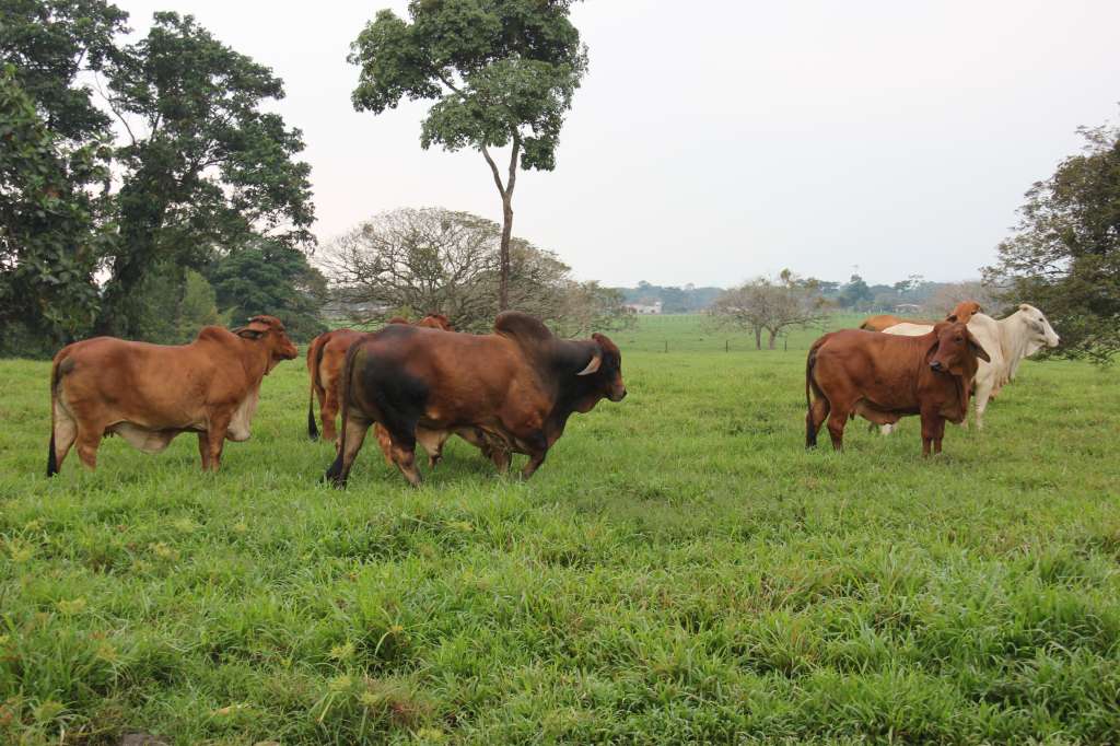 El hecho representa un hito para la diversificación de las exportaciones colombianas de origen animal.