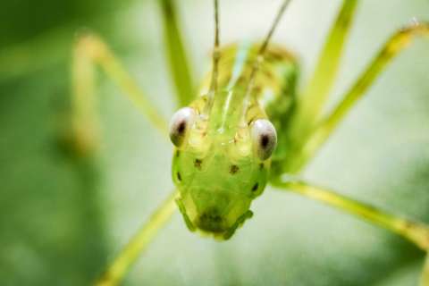 Algunos animales fueron nombrados en honor a celebridades: ¿cuáles son?