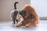 Pulgas y garrapatas podrían reducir la esperanza de vida de los perros y gatos
