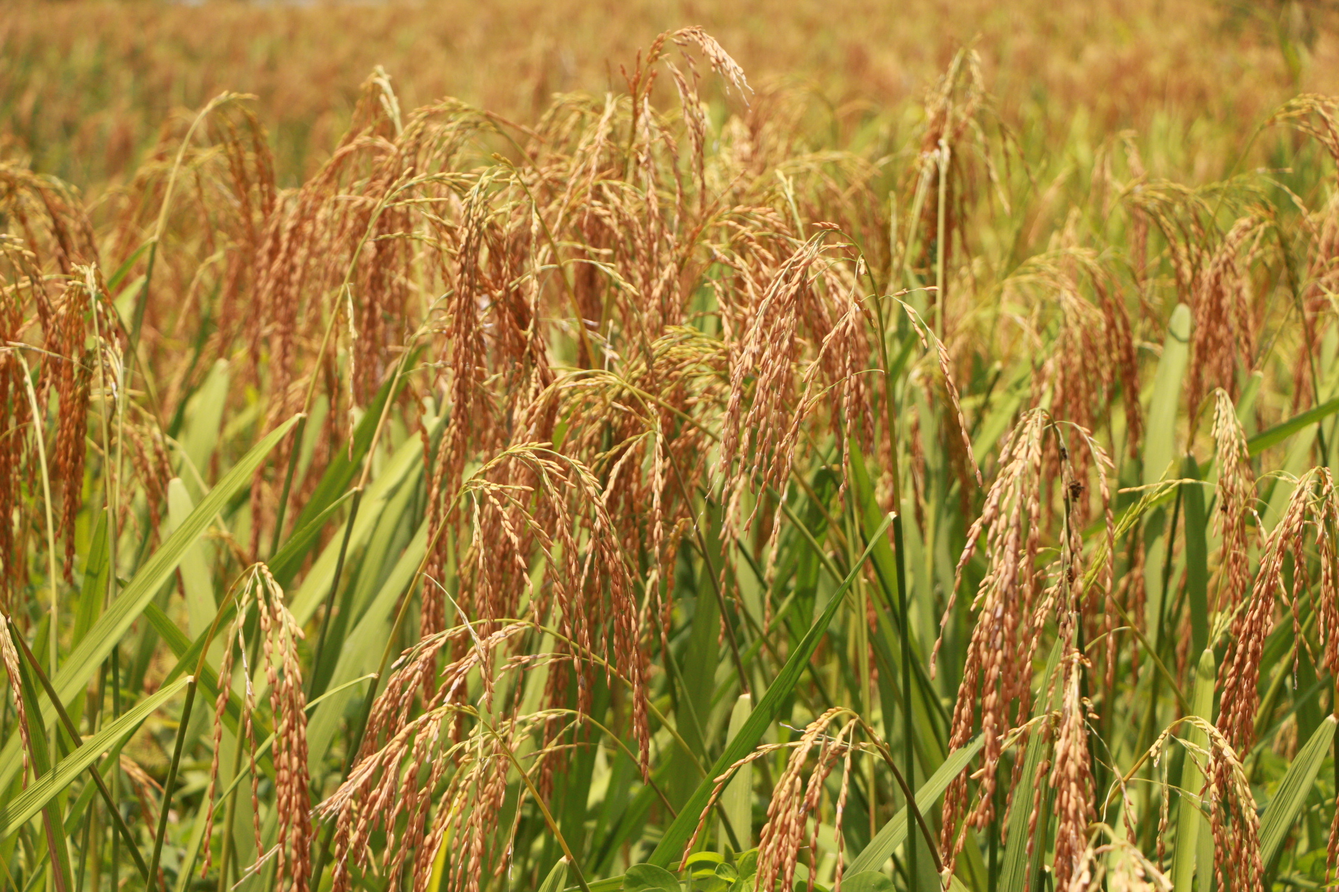 Maíz, arroz y plátano son algunos de los cultivos que dejaron las familias.