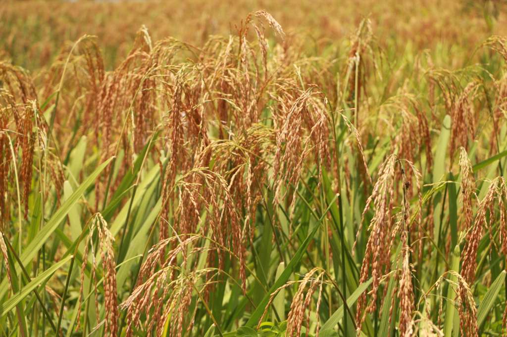 Maíz, arroz y plátano son algunos de los cultivos que dejaron las familias.