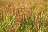 El Niño, confirmado en Colombia, afectará la alimentación de 110 millones de personas