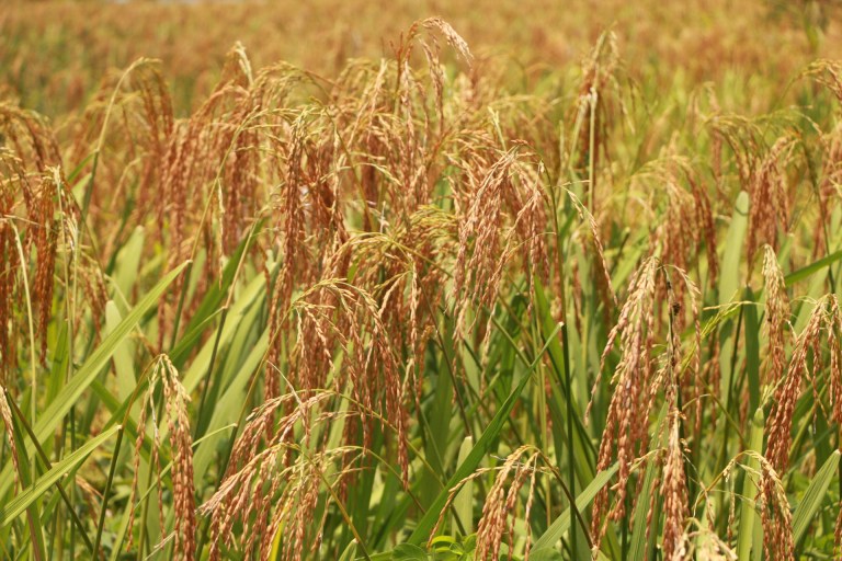El Niño, confirmado en Colombia, afectará la alimentación de 110 millones de personas