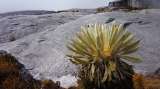 La estrategia para la preservación de frailejones en peligro de extinción