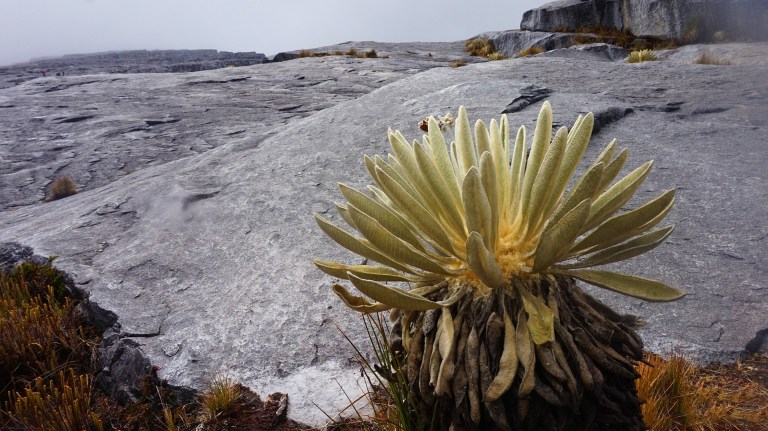 La estrategia para la preservación de frailejones en peligro de extinción