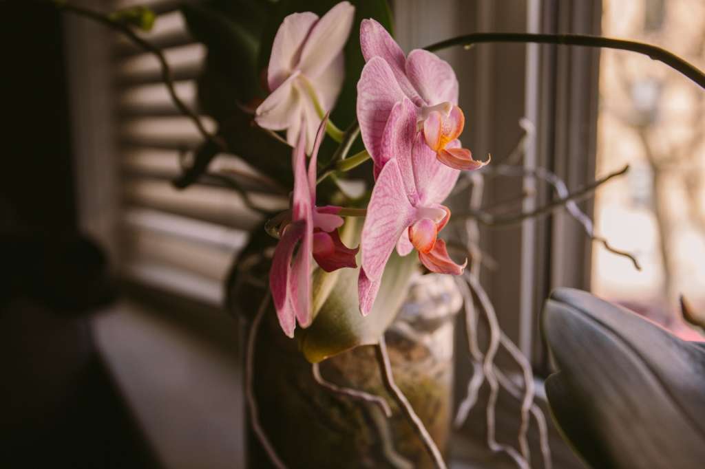 ¿Qué hacer con las raíces aéreas de las orquídeas? Consejos para cuidarlas