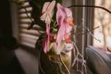 ¿Qué hacer con las raíces aéreas de las orquídeas? Consejos para cuidarlas