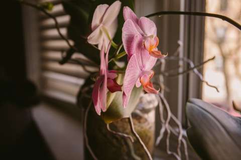 ¿Qué hacer con las raíces aéreas de las orquídeas? Consejos para cuidarlas