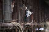 Campaña contra los productores de carne de perro