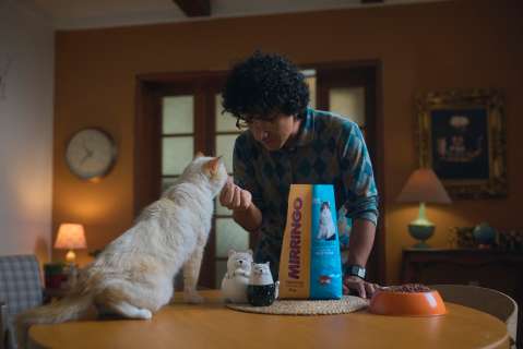 ¿Cómo alimentar correctamente a su gato?