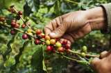 La perspectiva cafetera del desarrollo rural