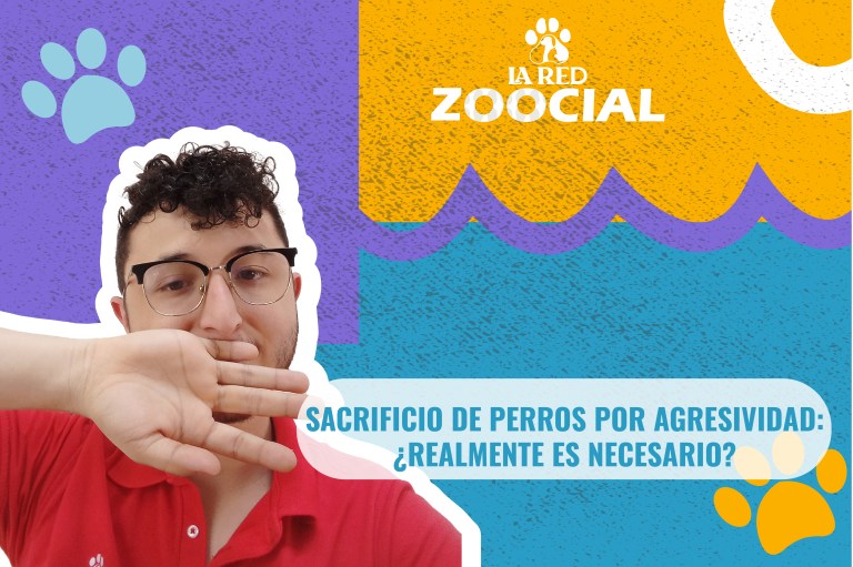 (Video) Sacrificio de perros por agresividad: ¿realmente es necesario?