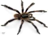 Descubren una nueva especie de tarántula, la más grande de su género hasta ahora