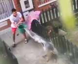 Denuncian presunto caso de maltrato animal contra una perrita en Bosa, esto se sabe