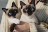 ¿Por qué los gatos dan cabezazos? Esta es la extraña razón
