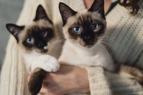¿Por qué los gatos dan cabezazos? Esta es la extraña razón