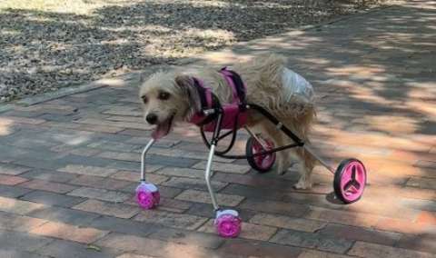 Emotiva entrega: perrita que perdió sus patas delanteras recibió silla de ruedas