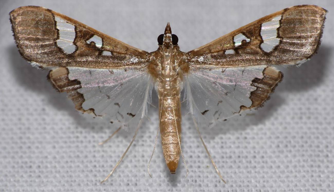 Maruca vitrata, conocido como polilla de mug, es un insecto de zonas tropicales.