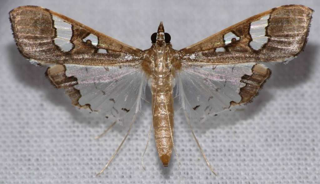 Maruca vitrata, conocido como polilla de mug, es un insecto de zonas tropicales.