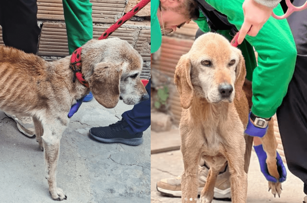 Rescatan a Coffe, un perro con extrema desnutrición en Ciudad Bolívar