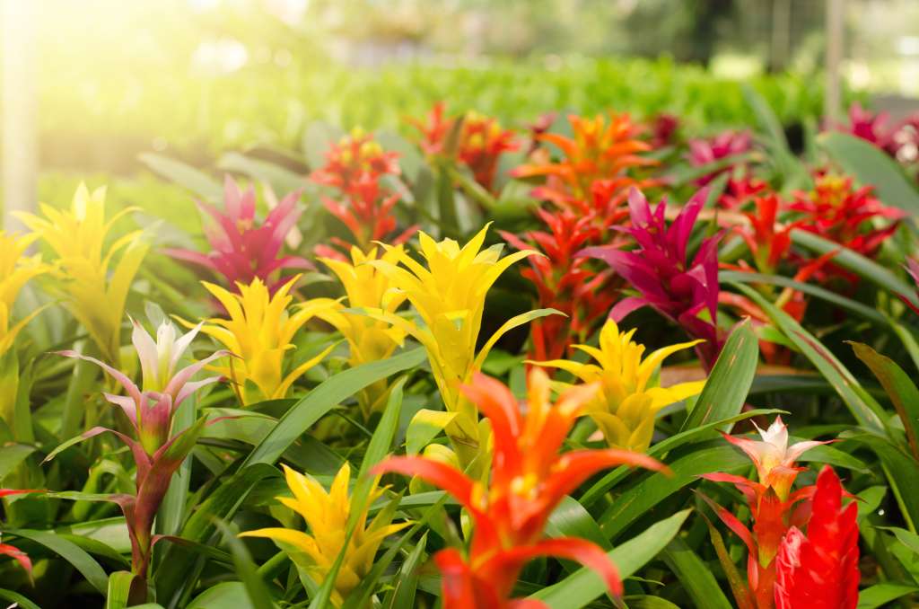 Fotografía de flores de la bromelia conocida como Guzmania, que están iluminadas por una luz natural que cae de forma oblicua desde el lado izquierdo de la toma.