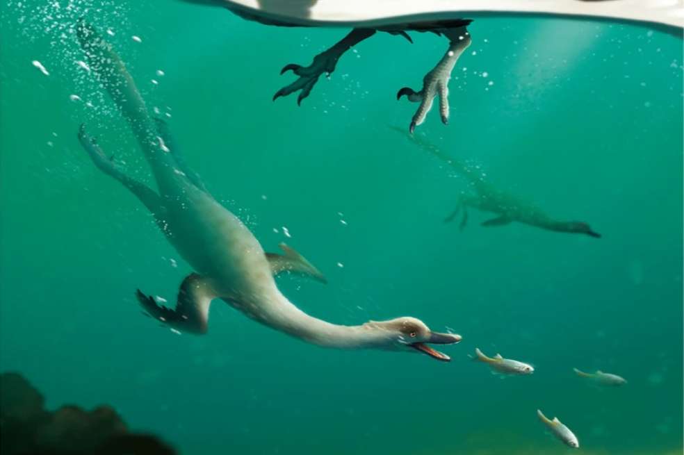 La reconstrucción muestra el comportamiento natatorio propuesto para Natovenator polydontus.