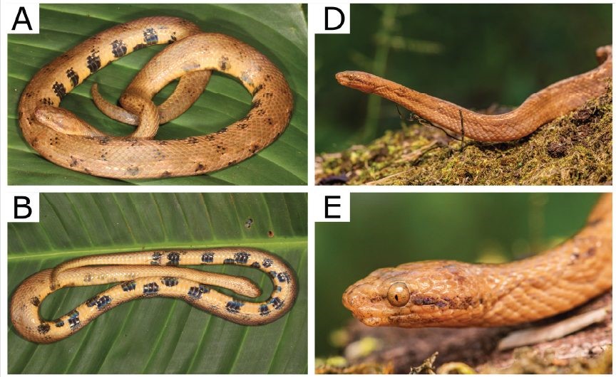 Nueva especie de serpiente boa enana "Tropidophis cacuangoae".