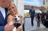 Una pareja hace un tierno homenaje a su perrito fallecido en medio de su boda