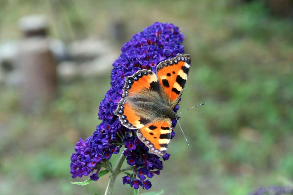 La Buddleja, conocida como arbusto de las mariposas, es una planta ornamental famosa por sus flores fragantes y coloridas, que atraen polinizadores como mariposas y abejas