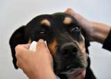 Operativo en Fontibón deja a 58 animales bajo protección de las autoridades