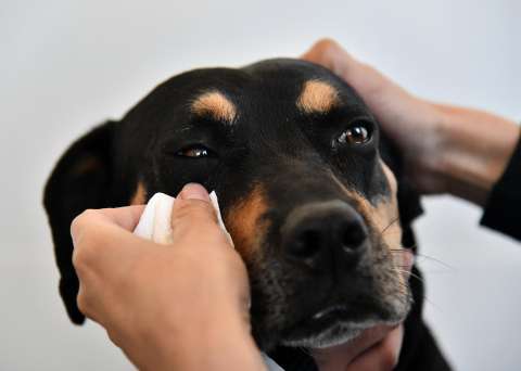 Operativo en Fontibón deja a 58 animales bajo protección de las autoridades