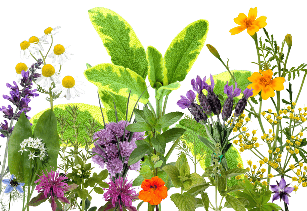Plantas aromáticas