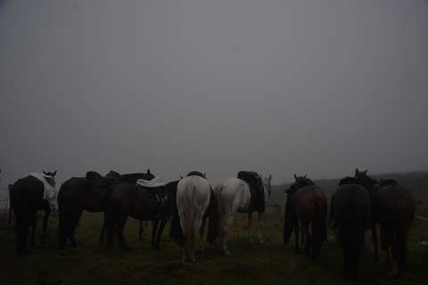 ¿Quiere adoptar un caballo? Buscan familias para equinos rescatados de mataderos