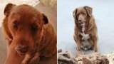 Bobi, el perro más longevo del mundo, murió a los 31 años de edad