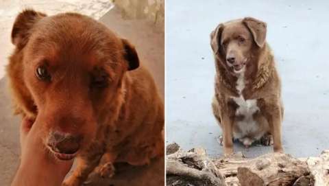 Suspenden el récord del perro más viejo del mundo por dudas sobre su edad