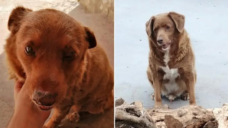 Suspenden el récord del perro más viejo del mundo por dudas sobre su edad