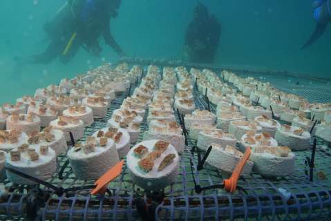 Así están ayudando los científicos a recuperar los corales de Islas del Rosario