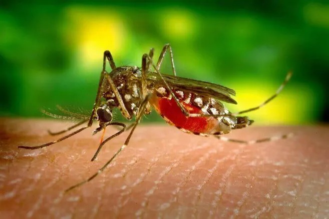 Este es el mosquito Aedes aegypti transmisor del dengue