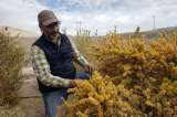 Un "desierto verde" contra el calentamiento global, el reto de científicos chilenos
