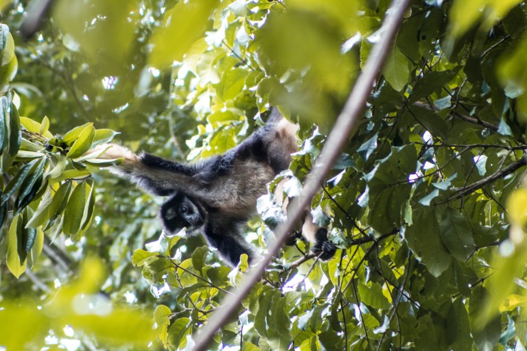 El reto de conservar el mono araña