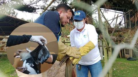 Hallan más de 20 aves cautivas y mutiladas en restaurante de Subachoque