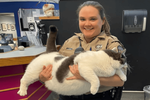 Adoptan gato de 20 kilos gracias a una publicación viral en redes sociales