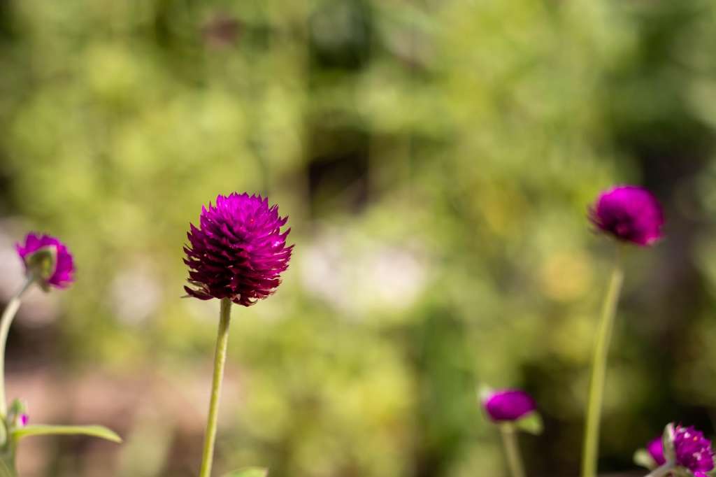 El amaranto globo (Gomphrena globosa) es una planta anual resistente, fácil de cuidar y muy ornamental.