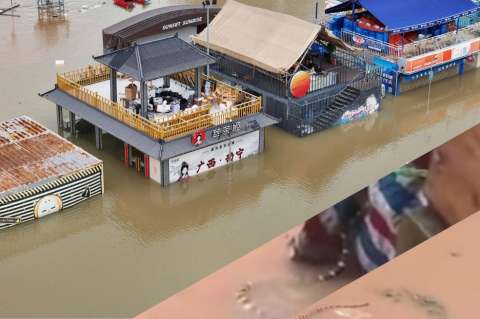Inundaciones en el sur de China liberan cientos de serpientes, entre ellas cobras venenosas