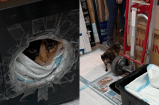 Gata callejera se coló en una oficina con una sorpresa que los dejó sin palabras