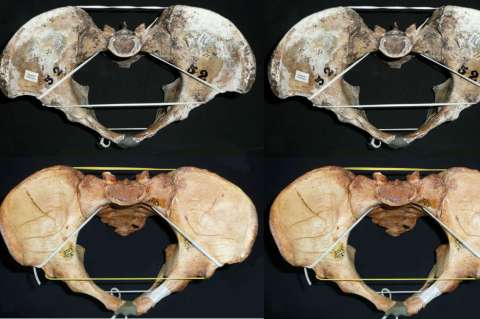 La diferencia entre canales vaginales cuestiona una antigua teoría evolutiva