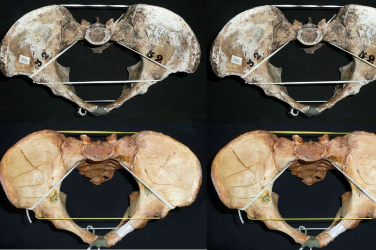 La diferencia entre canales vaginales cuestiona una antigua teoría evolutiva