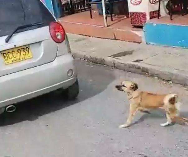 Indignación en Santander por presunto caso de abandono animal en plena vía publica